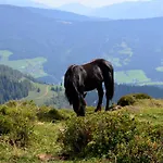 Tennengebirge Апартаменты *