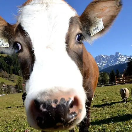 Tennengebirge Διαμέρισμα *